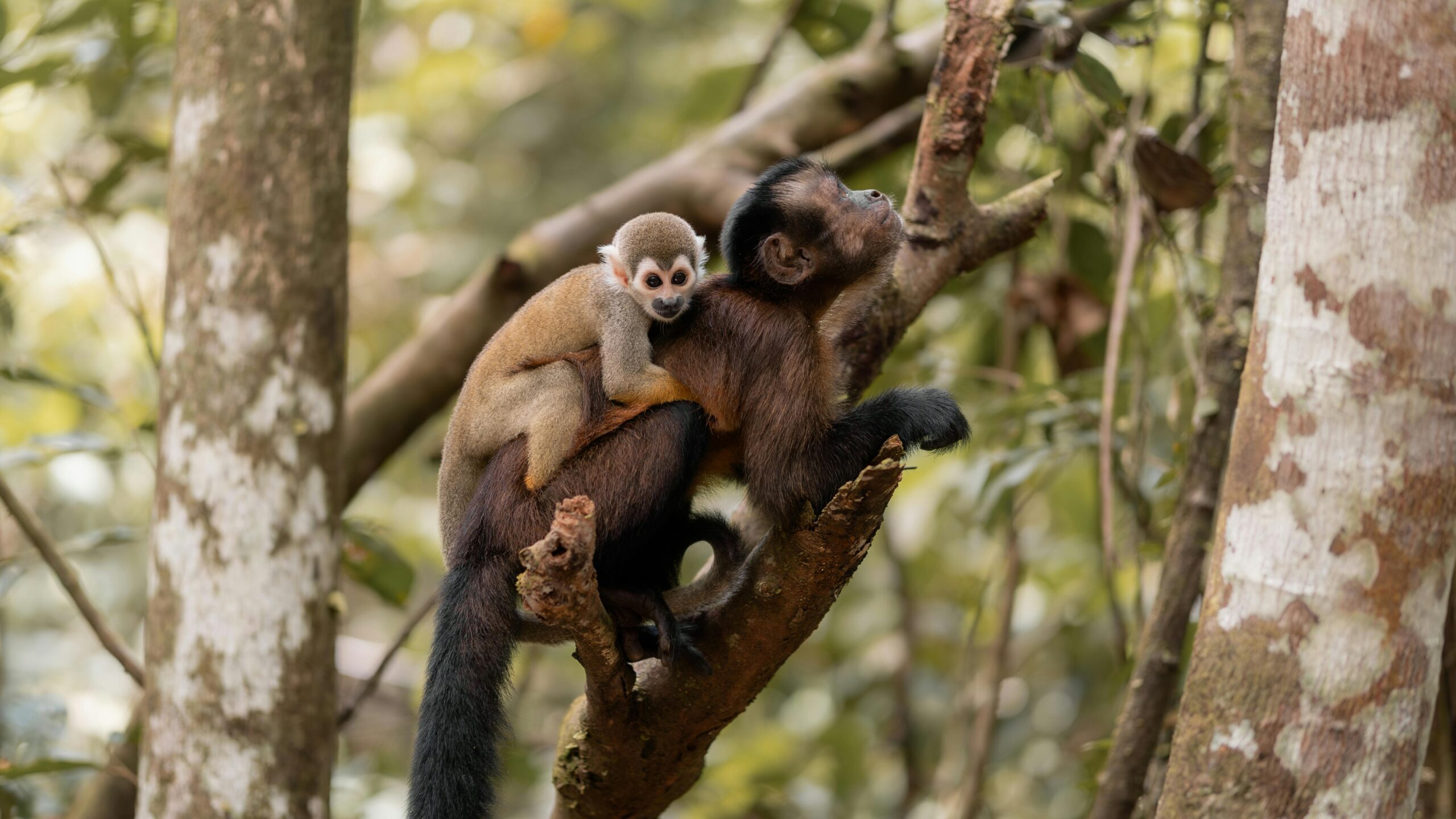 Capuchin monkey with baby in Amazon forest, showcasing wildlife bond.